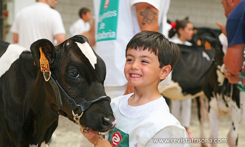 Otra mirada al Concurso Regional de Ganado Vacuno Frisn de Cantabria 2019