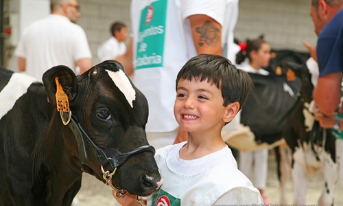 Otra mirada al Concurso Regional de Ganado Vacuno Frisn de Cantabria 2019