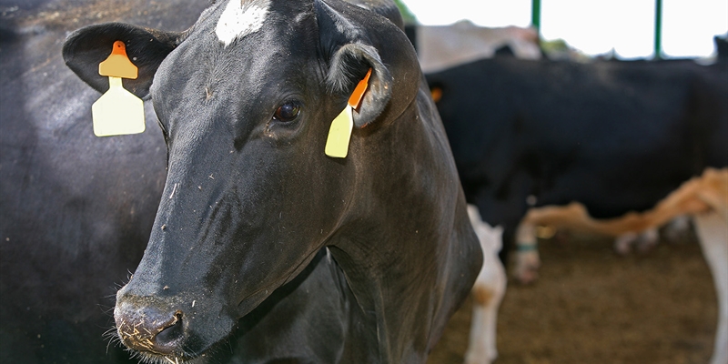 Ajustes en ICU e IGT de los nuevos ndices de mrito gentico para vacuno de leche