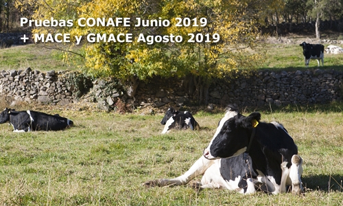 Nuevas pruebas CONAFE Junio 2019 + MACE y GMACE Agosto 2019
