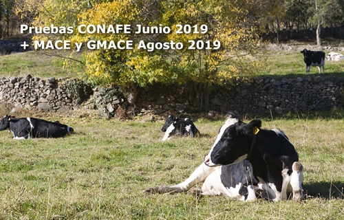 Nuevas pruebas CONAFE Junio 2019 + MACE y GMACE Agosto 2019