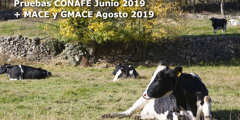 Nuevas pruebas CONAFE Junio 2019 + MACE y GMACE Agosto 2019