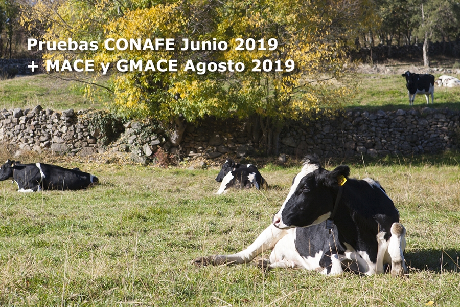 Nuevas pruebas CONAFE Junio 2019 + MACE y GMACE Agosto 2019