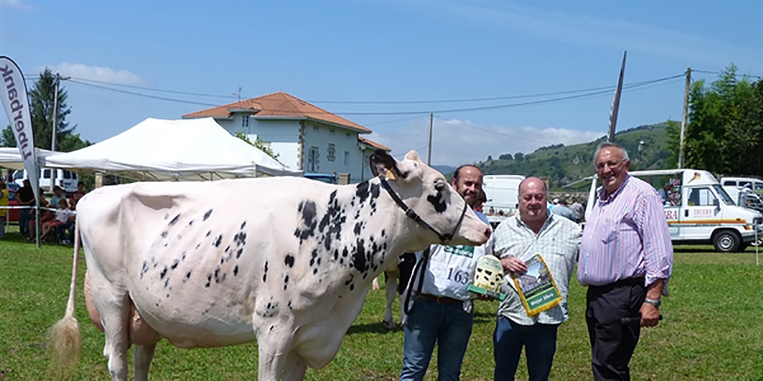Tezanillos Braxton Toscana gana el concurso de raza frisona Valle de...