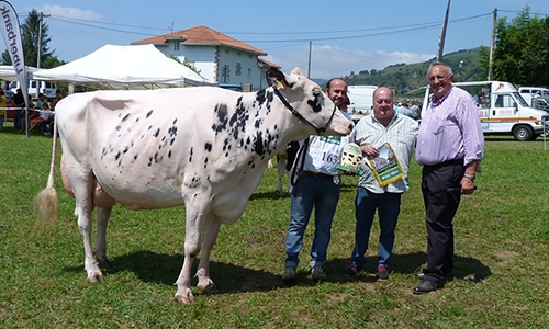 Tezanillos Braxton Toscana gana el concurso de raza frisona Valle de...