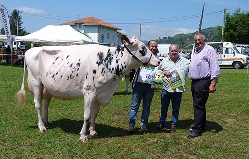 Tezanillos Braxton Toscana gana el concurso de raza frisona Valle de...