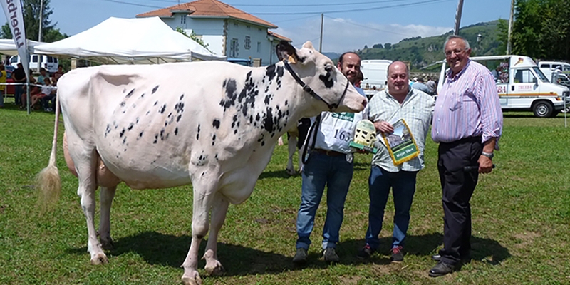 Tezanillos Braxton Toscana gana el concurso de raza frisona Valle de Carriedo 2019