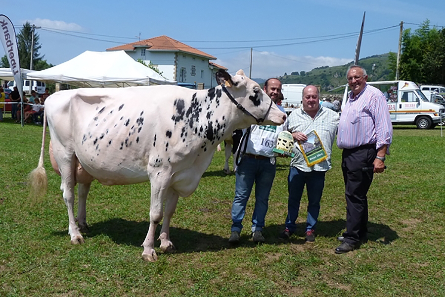 Tezanillos Braxton Toscana gana el concurso de raza frisona Valle de...