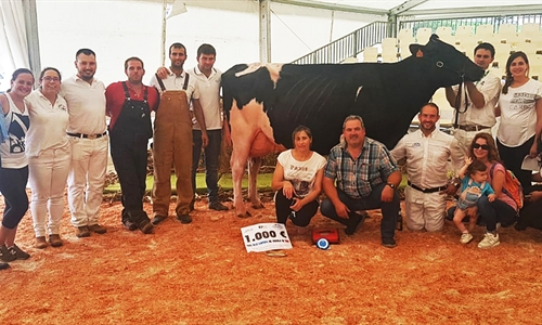 XXIX Concurso de Ganado de la Raza Frisona de Tineo