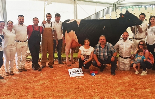 XXIX Concurso de Ganado de la Raza Frisona de Tineo