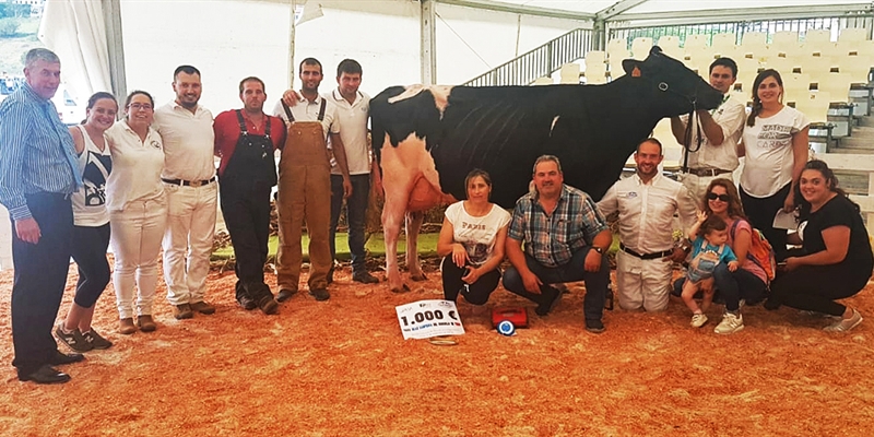 XXIX Concurso de Ganado de la Raza Frisona de Tineo