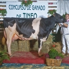 Flora Gold Chip Hollywell, Vaca Gran Campeona del Concurso de Ganado de la Raza Frisona Tineo 2019