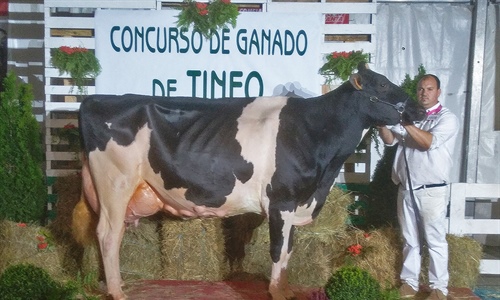 Flora Gold Chip Hollywell, Vaca Gran Campeona del Concurso de Ganado de...