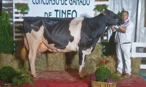 Flora Gold Chip Hollywell, Vaca Gran Campeona del Concurso de Ganado de...