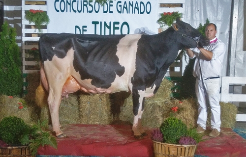 Flora Gold Chip Hollywell, Vaca Gran Campeona del Concurso de Ganado de...