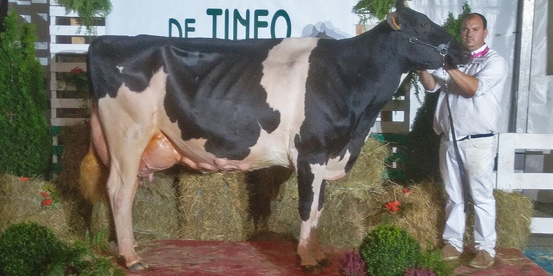 Flora Gold Chip Hollywell, Vaca Gran Campeona del Concurso de Ganado de la Raza Frisona Tineo 2019