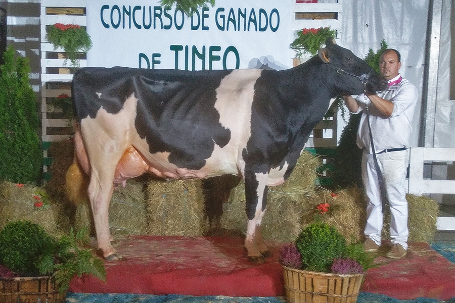 Flora Gold Chip Hollywell, Vaca Gran Campeona del Concurso de Ganado de...