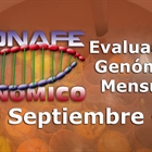 Nuevos toros genómicos con Prueba Oficial: Evaluación genómica de septiembre 2019