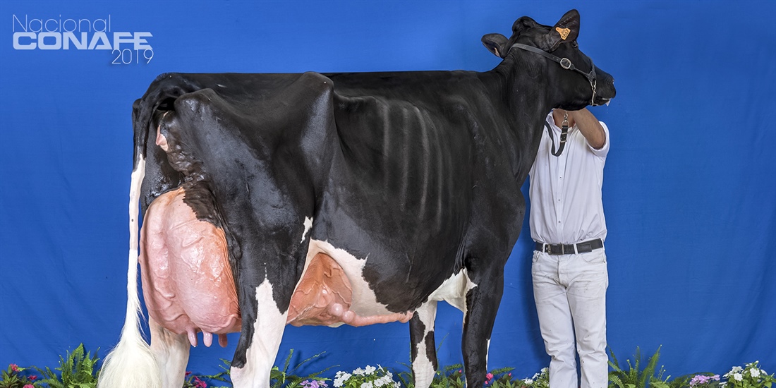 Fotos oficiales del 40 Concurso Nacional de la Raza Frisona CONAFE 2019
