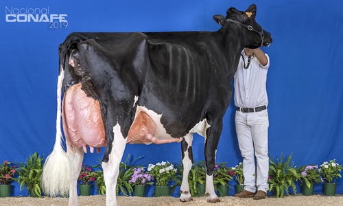 Fotos oficiales del 40 Concurso Nacional de la Raza Frisona CONAFE 2019