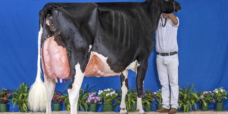 Fotos oficiales del 40 Concurso Nacional de la Raza Frisona CONAFE 2019