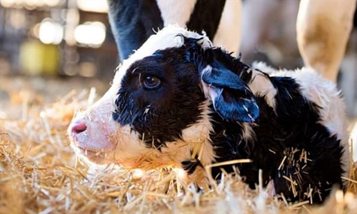 IX Jornadas de Vacuno de Leche de Servet Talavera