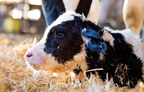 IX Jornadas de Vacuno de Leche de Servet Talavera