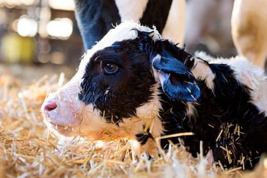 IX Jornadas de Vacuno de Leche de Servet Talavera