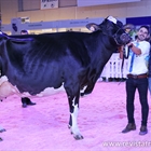 H.Tobías Bradnick Mili, Vaca Gran Campeona del concurso Usías Holsteins 2019
