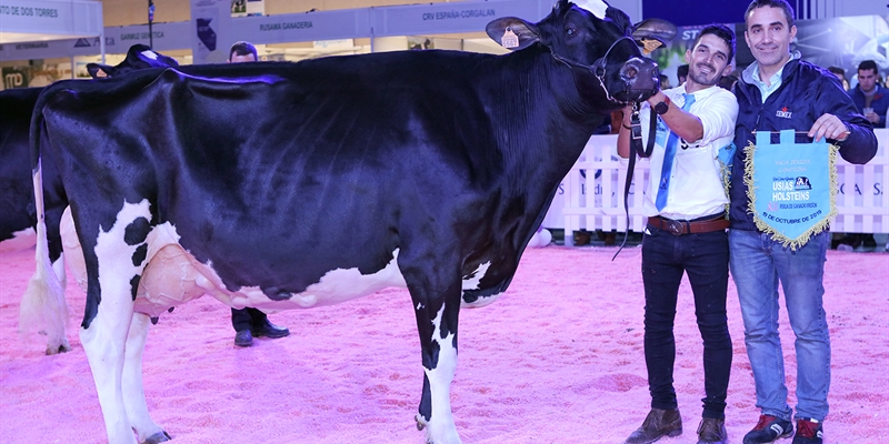 H.Tobas Bradnick Mili, Vaca Gran Campeona del concurso Usas Holsteins 2019