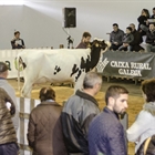 Se venden los 13 animales presentados en la subasta de ganado frisón de Chantada
