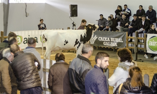 Se venden los 13 animales presentados en la subasta de ganado frisn de...