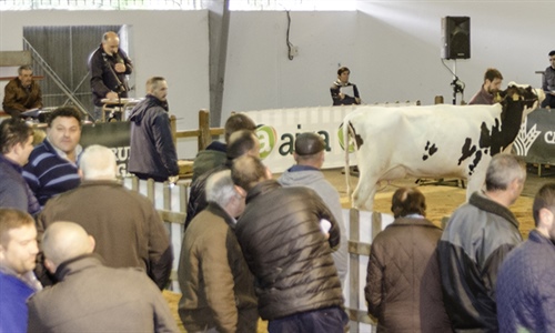 Se venden los 13 animales presentados en la subasta de ganado frisn de...