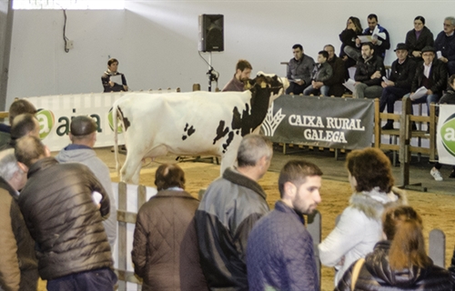 Se venden los 13 animales presentados en la subasta de ganado frisn de...