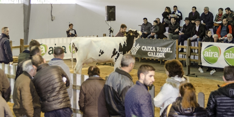 Se venden los 13 animales presentados en la subasta de ganado frisn de Chantada