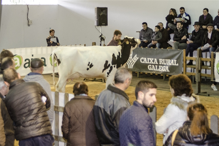 Se venden los 13 animales presentados en la subasta de ganado frisn de...