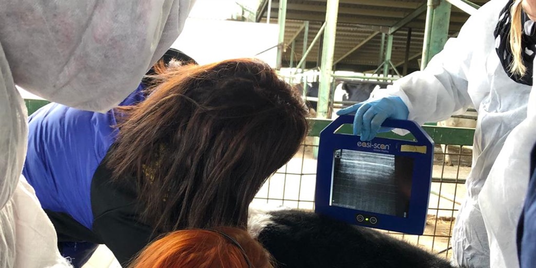 MSD Animal Health imparte un curso de ecografa pulmonar a tcnicos...