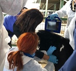 MSD Animal Health imparte un curso de ecografa pulmonar a tcnicos europeos