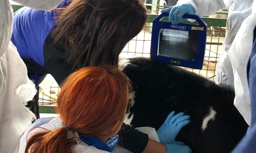MSD Animal Health imparte un curso de ecografa pulmonar a tcnicos...