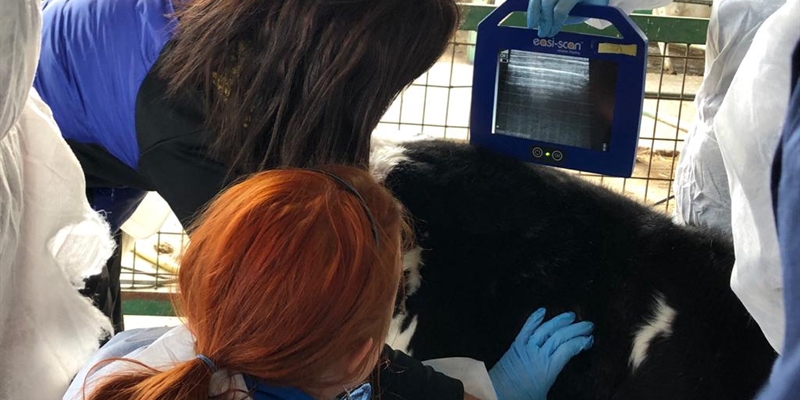 MSD Animal Health imparte un curso de ecografía pulmonar a técnicos europeos