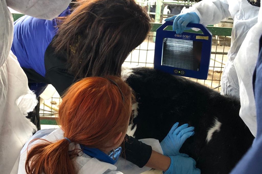 MSD Animal Health imparte un curso de ecografa pulmonar a tcnicos...