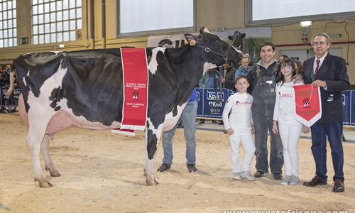 Planillo Lauthority Leire, Vaca Campeona de Euskal Herria 2019