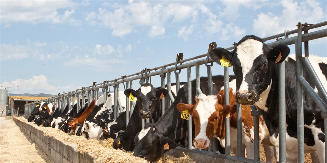Nuevas pruebas de toros CONAFE Noviembre 2019 + MACE y GMACE Diciembre 2019