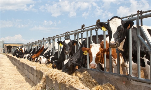 Nuevas pruebas de toros CONAFE Noviembre 2019 + MACE y GMACE Diciembre 2019