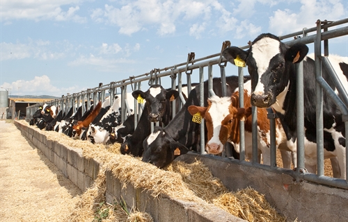 Nuevas pruebas de toros CONAFE Noviembre 2019 + MACE y GMACE Diciembre 2019