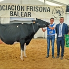 40 Concurso Morfolgico de Ganado Vacuno de Raza Frisona de Mallorca 2020