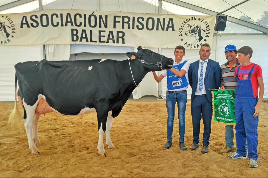 40 Concurso Morfolgico de Ganado Vacuno de Raza Frisona de Mallorca 2020