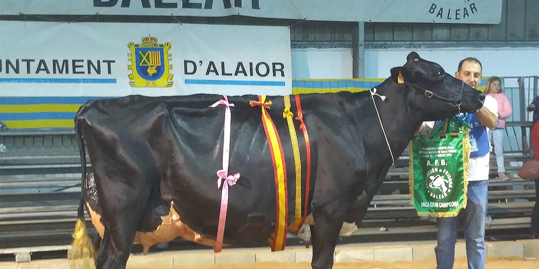 34 Concurso Morfolgico de Ganado Vacuno Frisn de Menorca 2020