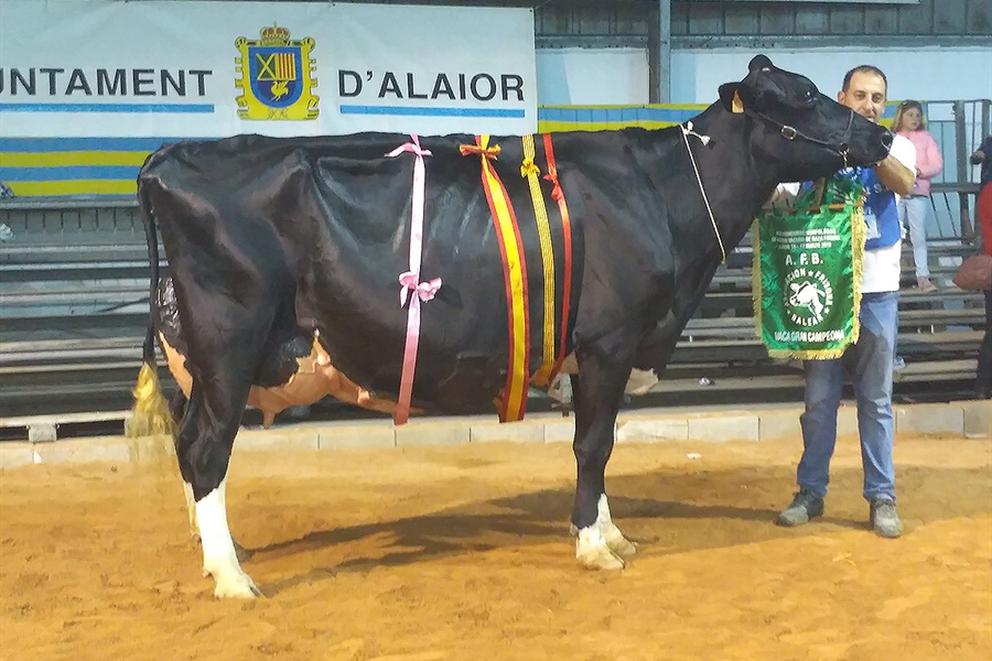 34 Concurso Morfolgico de Ganado Vacuno Frisn de Menorca 2020
