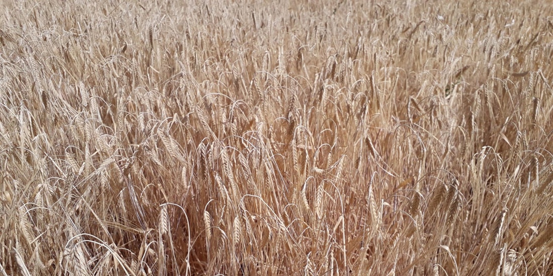 La siniestralidad del seguro agrario super los 640 millones de euros...
